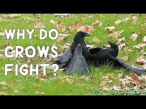 Why do crows fight?