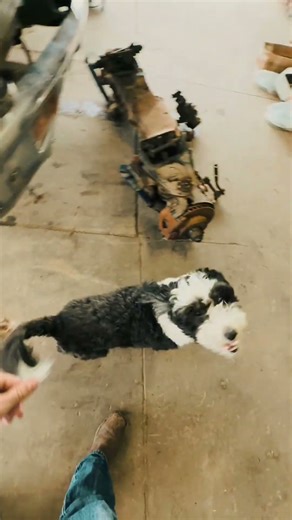 C10 Frame-Off Build Begins… ft. Shop Dog Chaos 😂🔥