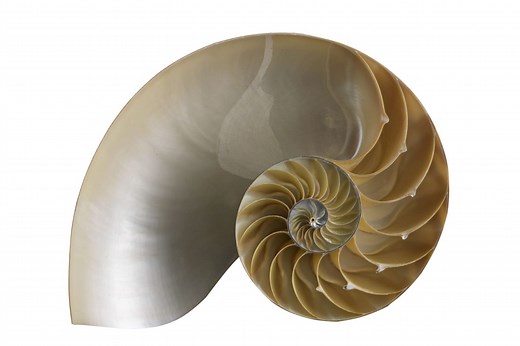 Shell en informatique : définition simple, rôle et exemples