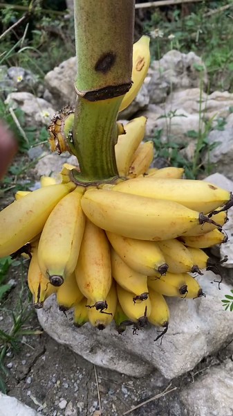 Peeling Banana Fruit #bananafruit