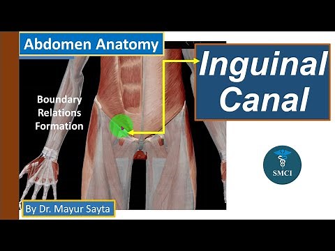 Inguinal canal | Anatomy | 3D anatomy | Dr. Mayur Sayta