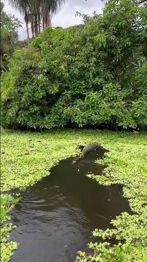 Green Anaconda: Majestic Giant of the Amazon