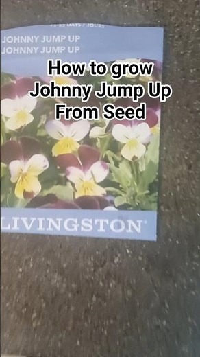 How to Grow Johnny Jump-Ups from Seed! #gardenstrong #gardeningtips #gardencoach #coolseasonflowers
