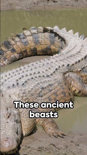 How Big Do Saltwater Crocodiles Get?