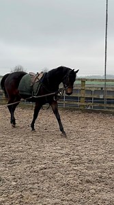 107K views · 3K reactions | First sit on board all goes well….Starting a young horse off the right way  INDY’S ANGEL with Head Girl Katie Perkin & Amateur Jockey, Shay Halton #teamwork I do not own the rights to this song by Lily Allen | Philip Kirby Racing | Facebook