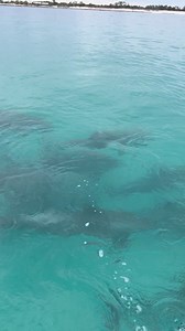 Watch this dolphin swim up to our boat #PCB #ecotourism #springbreak #SpringBreak2025 #adventure #dolphins #fypシ゚viralシ | Shell Island Dolphin Tours LLC