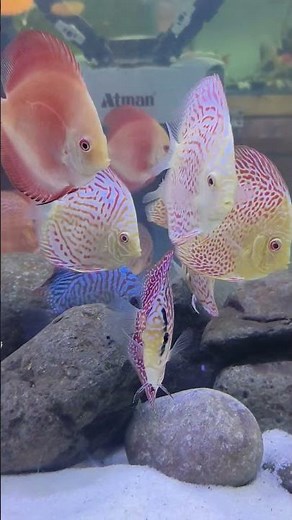 Discus Fish | Discus Tank Mates | Blessings Aquarium