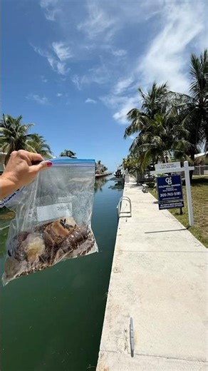 Lobster Mini-Season in the Florida Keys | Find Your Boating Paradise Today