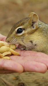 36K views · 608 reactions | Chipmunk Eating Nuts From hand Wincent Zbktg #nature #wildlife #squirrel | HAWI Studios | Facebook