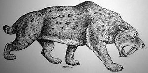 When Did Sabretooth Cats Go Extinct?