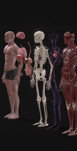 Introduction to integumentary system