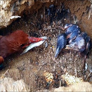 9.5K views · 250 reactions | GETTING TO KNOW THE HOOKED BIRD TURNED OUT THIS IS WHAT ITS FEET ARE | Brid Feed | Facebook