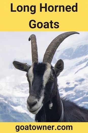 9 Breeds Of Long Horned Goats (With Photos And Videos!) - Goat Owner