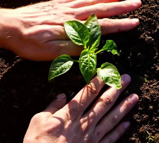How to build a trellis for your climbing plants! DIY | 5-Minute Crafts Family