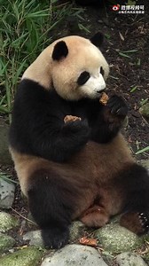 77K views · 10K reactions | How lovely Rou Rou eating her panda cake so gently 殺 Awwww ♥️ | Happy Panda | Facebook