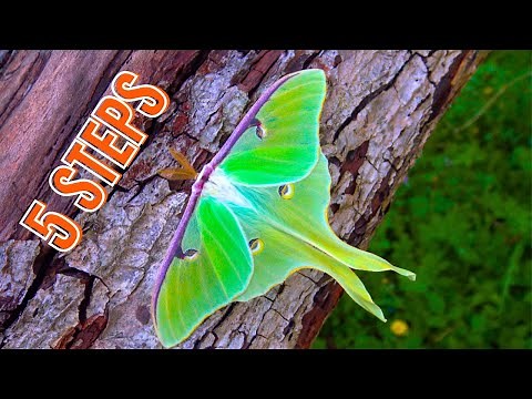 Luna Moth Care: BREEDING TUTORIAL [5 Steps!!] / Actias luna