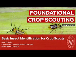Basic Insect Identification for Crop Scouts
