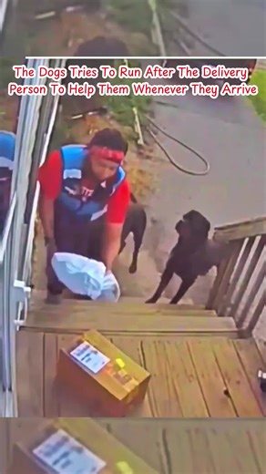Dogs Helping Delivery People