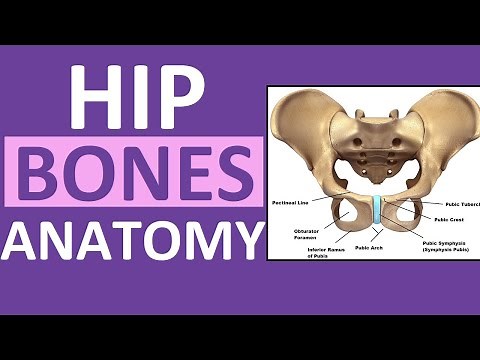 Pelvis Hip Bones Anatomy (Os Coxae, Pelvic Girdle) - Ilium, Ischium, Pubis