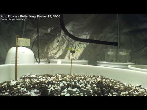 Auto Flower - Week 1 - Cannabis Time Lapse