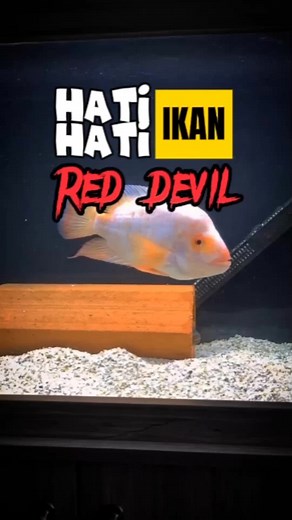Red Devil Fish: The Predator of Aquariums