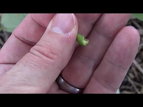 Identifying white ash