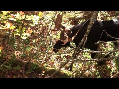 Beautiful NB Bull Filmed From Tree stand (15 Feet Up 15 Feet Out)