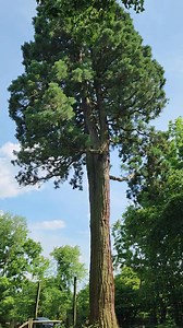 437K views · 6.7K reactions | Would you believe that there's a giant Sequoia Tree located in Pennsylvania? It's true and even though it's still growing, it's already the tallest tree in the area (Tyler Arboretum). A long time ago, a Sequoia seed was planted here and in about 100 years, this tree will reach it's max size and height! #sequoia #arboretum #gianttree #naturebeauty #dayhike | The Nature Seeker | Facebook