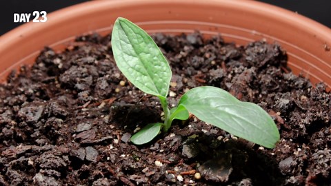 Growing forget me not flower from seed time lapse (72 days)