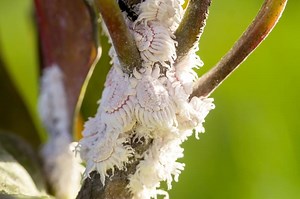 How to Get Rid of Mealybugs: 8 Proven Methods | LoveToKnow