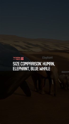 36K views · 259 reactions | Size Comparison: Human, Elephant, Blue...