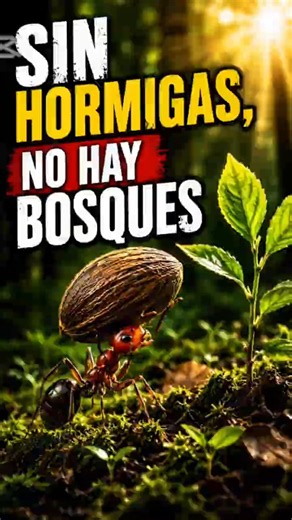 👉 “Los bosques dependen de las hormigas 🌳”
