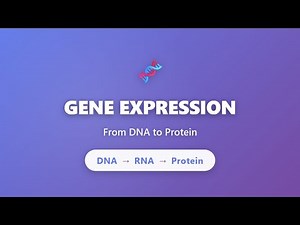 Gene Expression Explained: DNA to Protein | Transcription & Translation for Beginners