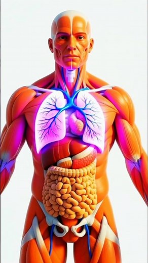 From Nose to Lungs: Respiratory System Journey in 3D