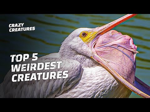 Top 5 Weirdest and Grossest Creatures on Earth