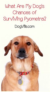 What Are My Dog's Chances of Surviving Pyometra?