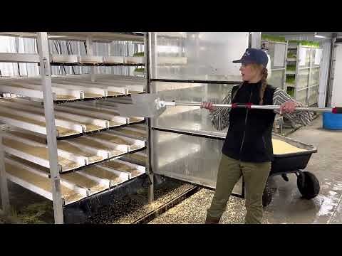 How our Fodder System works. Tips and tricks to grow fodder