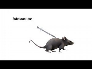 Study of different routes of administration in mice and rats