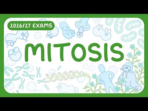 GCSE Biology - Mitosis | Chromosomes | Cell Division | Cytokinesis (2026/27 exams)