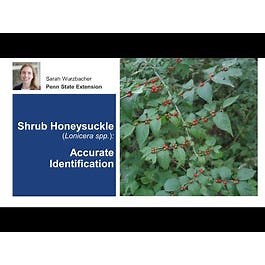 Shrub Honeysuckle: Accurate Identification