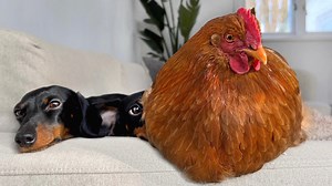 Morning routine with Chickens, Ducks & Dachshunds. | Loulou & Friends