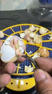 Dramatic Hatch: I Assisted the Last Chick Out of Its Egg