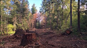 New video shows destruction left on Ketron Island after stolen Horizon Air crash