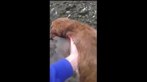 16K views · 136 reactions | Cowering puppy left to drown in rising...