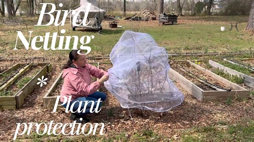 Watch Bird netting, protects bushes and small fruit trees on Amazon Live
