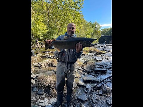 SALMON FISHING PULASKI NY KING SALMON & COHO'S