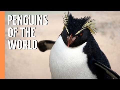 Penguins of the World: Every Species Explained | Full Documentary