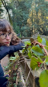 100K views · 13K reactions | Ok so that’s a “no” on the ladybug facts then…  haha this is just a simple joke reel where i’m infodumping about ladybugs, which are actually beetles! it was just a fun video to make while on my hike the other day. i hope it could make you laugh. :) #joke #hike #nature #infodumping #autism #actuallyautistic #jokes #ladybugs #natureeducation #funny #didyouknow #funfacts | pepper steps | Facebook