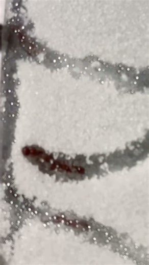 Watch the New Ants Dig In! 🐜🏠 #ants #antfarm #bug #shorts