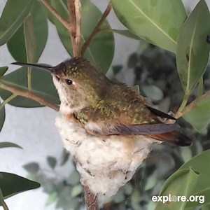 3.3K reactions · 947 shares | Do you love spring? Click Watch More to view our worldwide library of nature & animal cams. | explore.org | Facebook